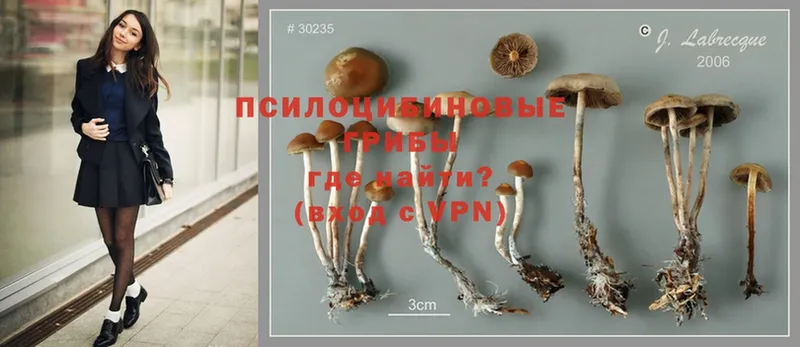 Псилоцибиновые грибы Magic Shrooms  Краснослободск 